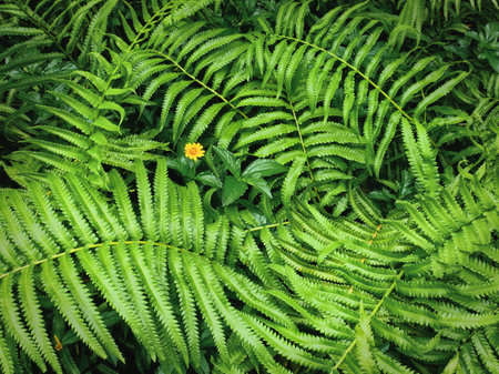 Nature Background of Fresh Green Fern Leaves and Yellow Flower
