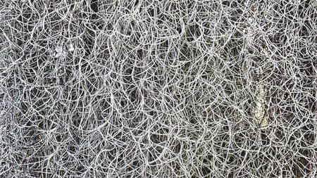 Full Frame Background of White Climbing Ivy