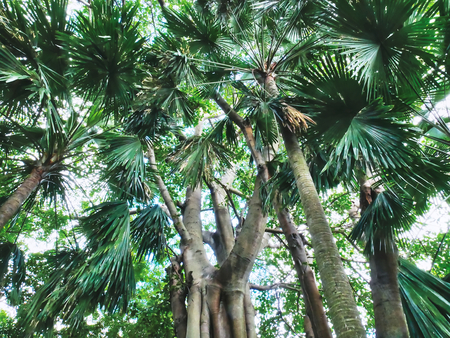Low Angle View of Fresh Large Trees in the Jungleの写真素材