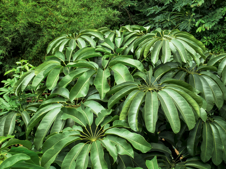 Full Frame of High Angle View of Fresh Green Leavesの写真素材