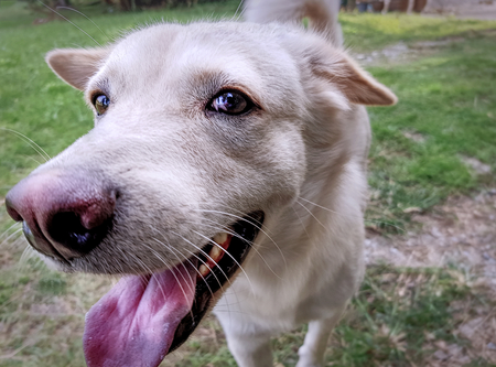 Close-up Brown Dog