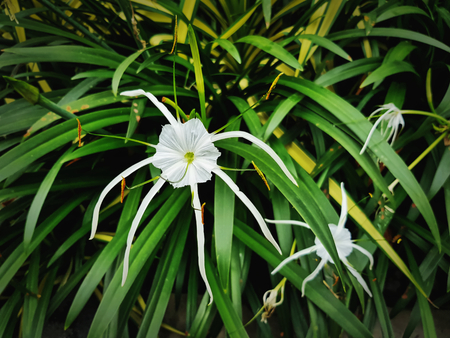 Close-up Fresh White Flower with Long Green Leavesの写真素材