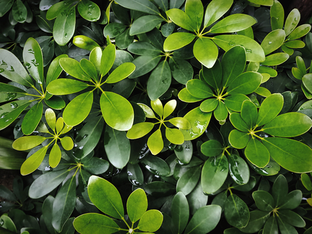 Full Frame Background of High Angle View of Fresh Beautiful Green Plant