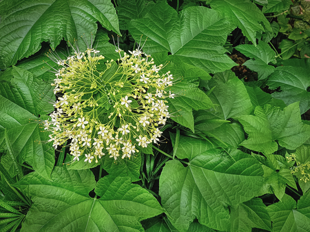 Close-up White Flowers on Fresh Green Leaves Bush