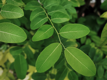 High Angle View of Fresh Green Small Leaves