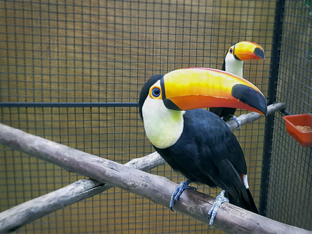 Close-up Colorful Hornbill Bird in the Cage