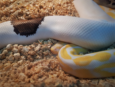 Close-up Yellow White Albino Granite Burmese Pythonの写真素材