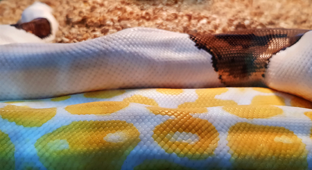Close-up Scales of Yellow White Albino Granite Burmese Python