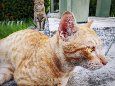 Cats Looking to the Right Waiting for Someoneの写真素材