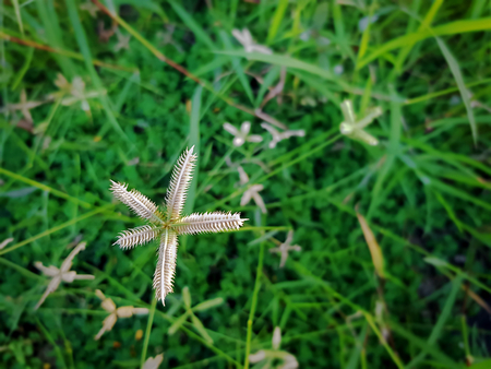 High Angle View of Close-up Crowfoot Grassの写真素材