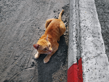 Domestic Tabby Cat Cautiously Looking at Somethingの写真素材