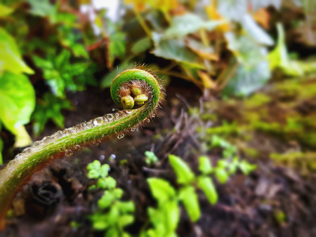 Close-up Fresh Green Spiral Fern Tip with Rain Dropletsの写真素材