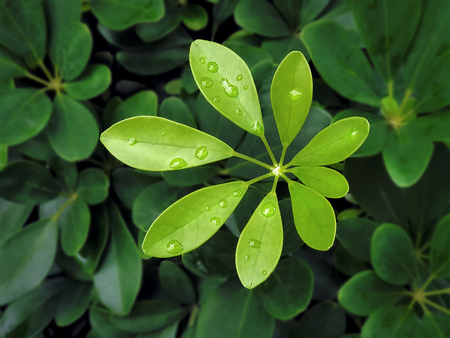 High Angle View of Fresh Green Plants with Rain Droplets on Leaves