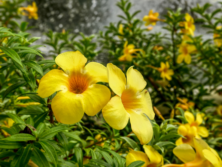 Close-up Vibrant Yellow Flowers by the Pondの写真素材