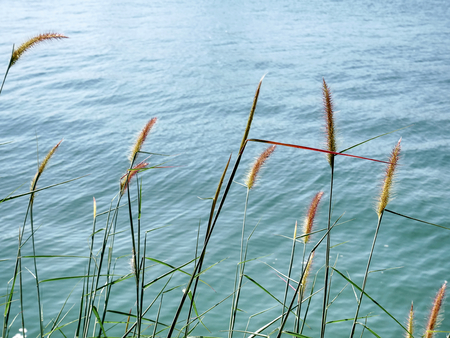 Tranquil Scene of Palea Grasses In the Wind by the Seaの写真素材