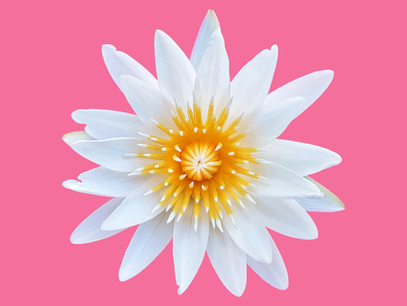 Close-up Fresh White Lotus Flower with Yellow Pollen Isolated on Pink Background