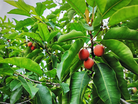 Low Angle View of Red Fruits on Green Leaves Background