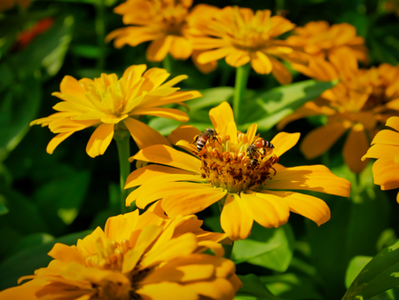 Close-up Bees on Marigold Flower with Selective Focus