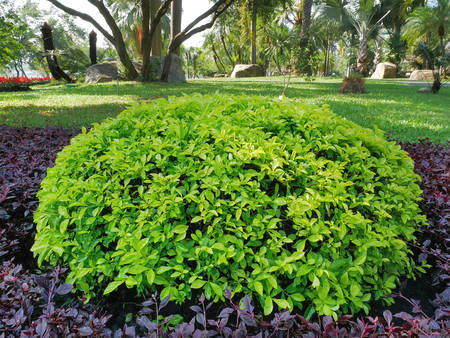 Full Frame Background of Small Green Bush in the Parkの写真素材