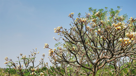Nature Background of Plumeria Flowers Tree and Skyの写真素材