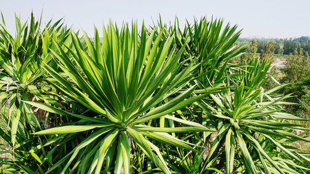 High Angle View of Fresh Green Plantsの写真素材
