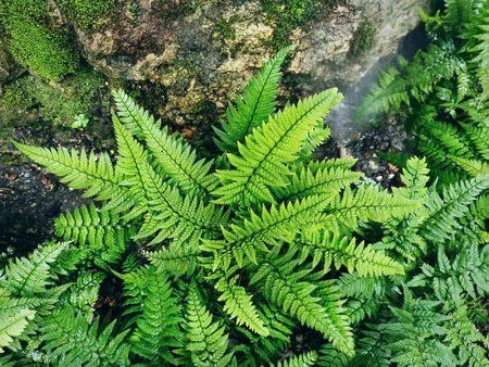 High Angle View of Green Fern Leaves by the Wet Rock with Mossの写真素材