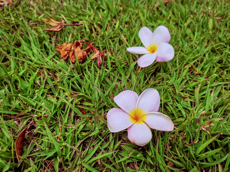 Flowers on Fresh Green Grass with Selective Focusの写真素材