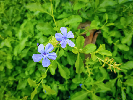 Close-up Purple Flowers Against Green Leaves Backgroundの写真素材