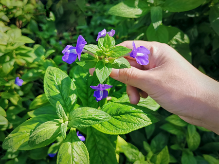 High Angle View of Woman's Hand Picking Purple Flowersの写真素材