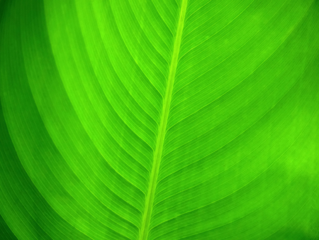 Full Frame Fresh Green Banana Leaf Texture Background with Selective Focus