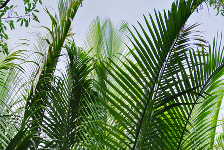 Full Frame Background of Fresh Green Palm Leavesの写真素材