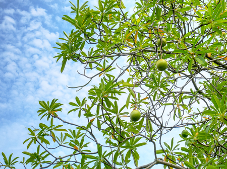 Full Frame Background of Low Angle View of Green Fruits on the Tree