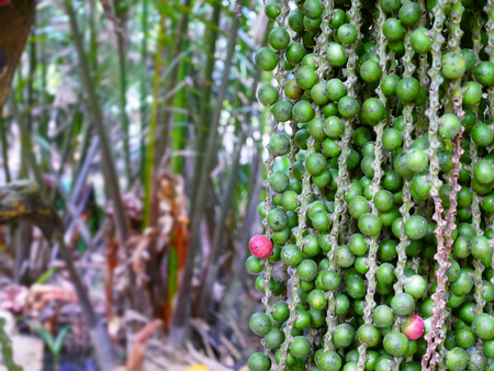 Close-up Bunch of Small Palm Seeds Hanging on Palm Tree with Selective Focusの写真素材