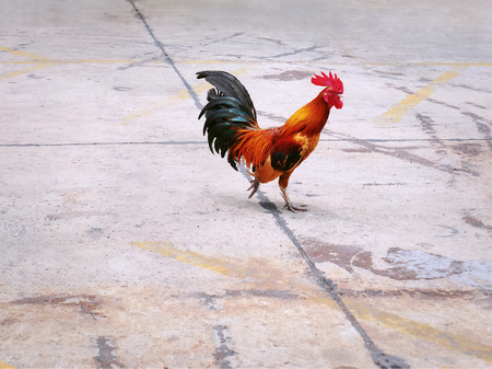 High Angle View of Colorful Chicken Walking on the Road