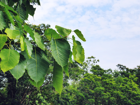 Close-up Fresh Green Ficus Leaves Against Big Trees and Blue Cloudy Sky Backgroundの写真素材