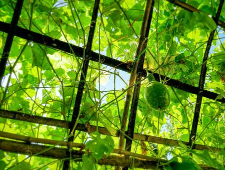 Low Angle View of Fresh Green Hanging Bottle Gourdの写真素材
