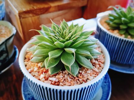 Close-up Decorative Succulent Plant in Small Potの写真素材
