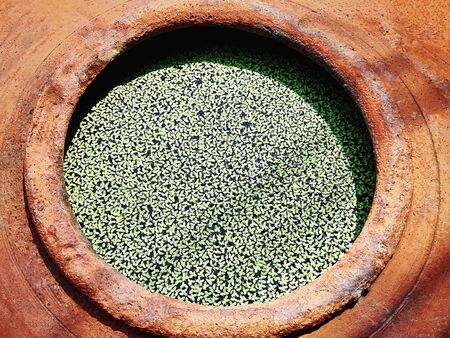 Asian-Style Decoration with Small Duckweed on Water in the Jarの写真素材