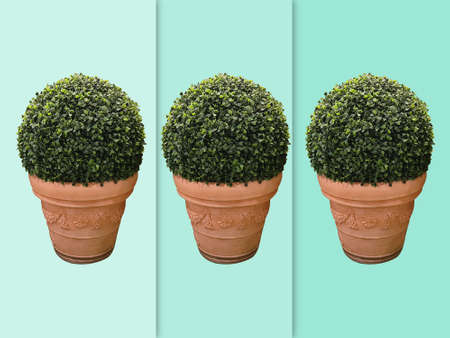 Potted Plants Isolated on Green Striped Backgroundの写真素材