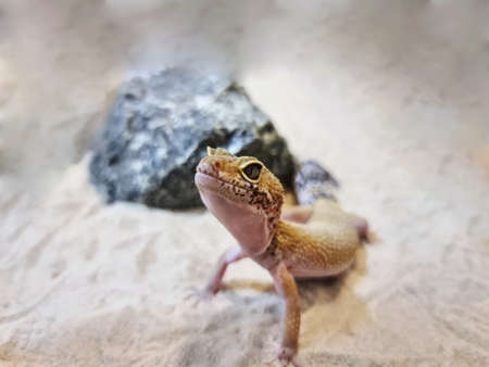 Close-up Small Lizard on the Sand Looking at Something