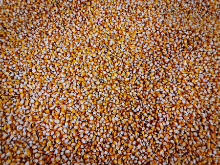 Full Frame Background of Dry Sweet Corn Kernels with Selective Focusの写真素材