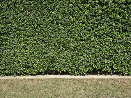 Full Frame Background of Green Plant Wall and Grass Lawn
