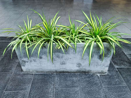 Spider Plant in Concrete Tray on the Floor