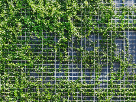 Full Frame Background of Fresh Green Climbing Plants on Metal Wire Mesh Fenceの写真素材