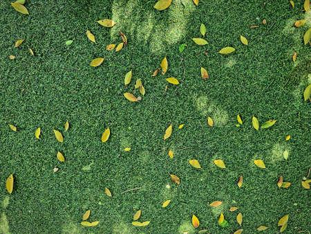 High Angle View of Leaves on Green Grass Lawnの写真素材