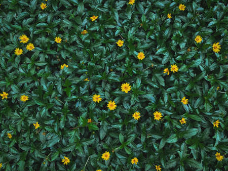 Small Yellow Flowers Against Full Frame Dark Green Leaves Backgroundの写真素材
