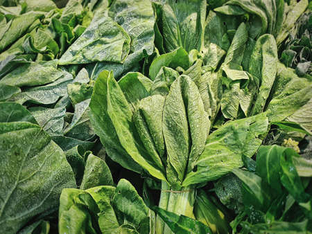 Full Frame Background of Fresh Green Vegetables with Water Dropletsの写真素材