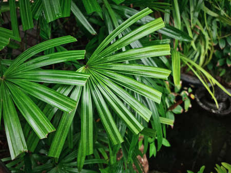 High Angle View of Green Palm Leaves Over Small Pondの写真素材