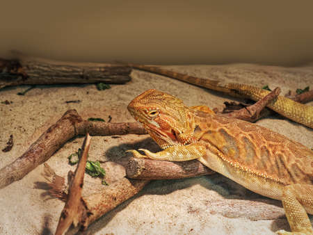 Close-up Exotic Iguana on Wood Sticks and Sandの写真素材