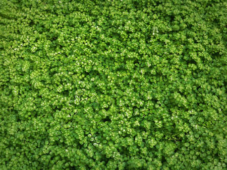 Full Frame Background of Green Plants with Tiny Leavesの写真素材